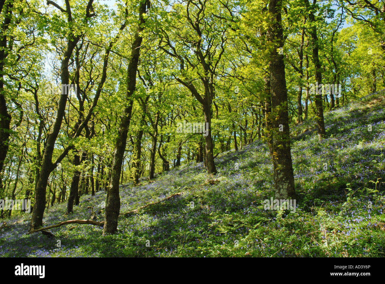 Les forêts anciennes de la réserve RSPB Gwenffrwd-Dinas Banque D'Images