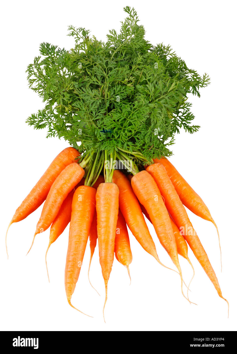 Botte de carottes fraîches CUT OUT Photo Stock - Alamy