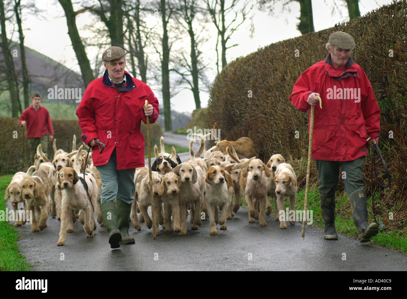 Les Maîtres de l'Irfon Towy chasser hors l'exercice de leurs chiens de chasse sur les terres agricoles près de Llanwrtyd Wells Powys Pays de Galles UK Banque D'Images