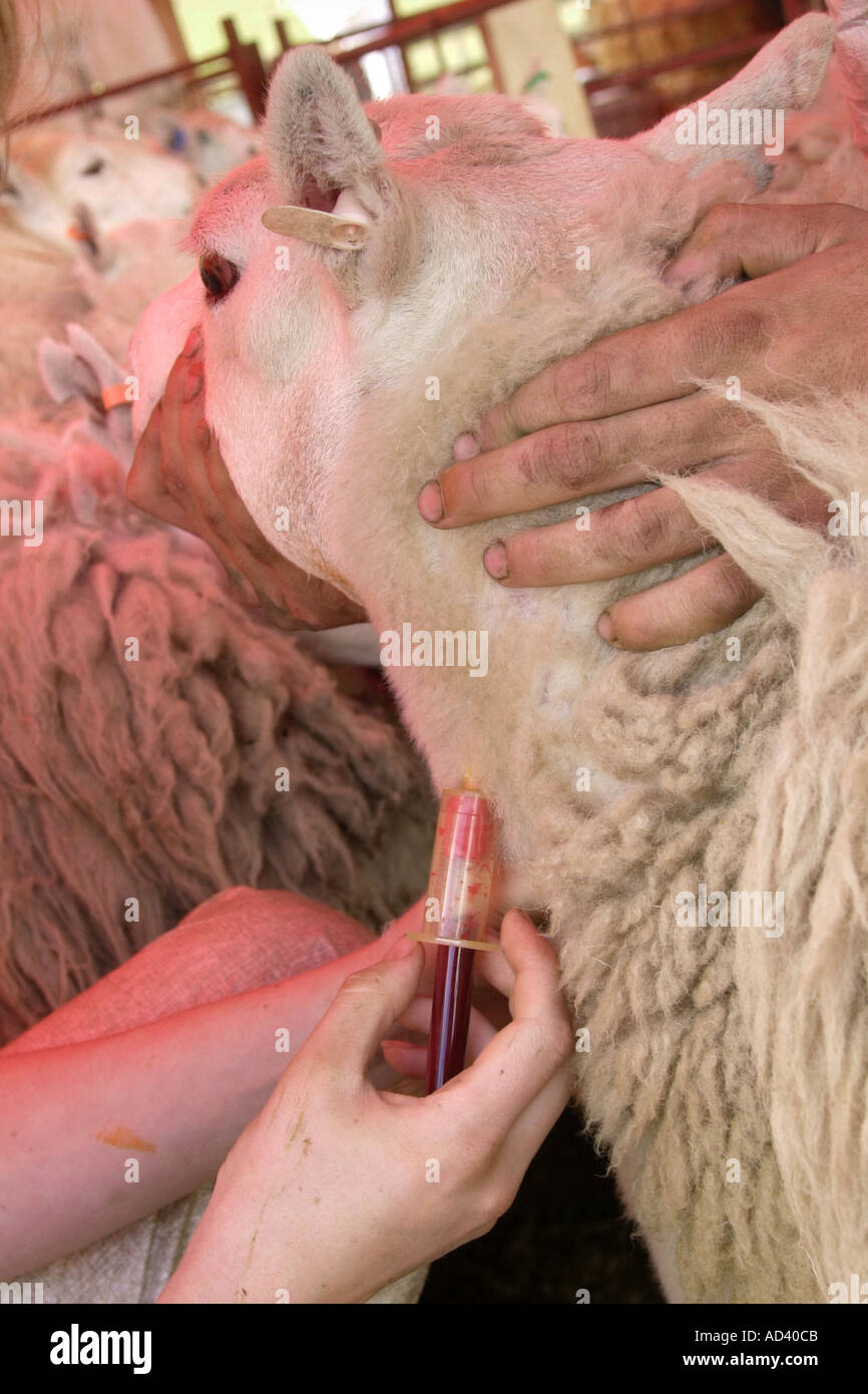 Vets prendre des échantillons de sang de l'un des 12 000 moutons sur les Brecon Beacons pour être testés en laboratoire pour la fièvre aphteuse Powys Pays de Galles UK GO Banque D'Images