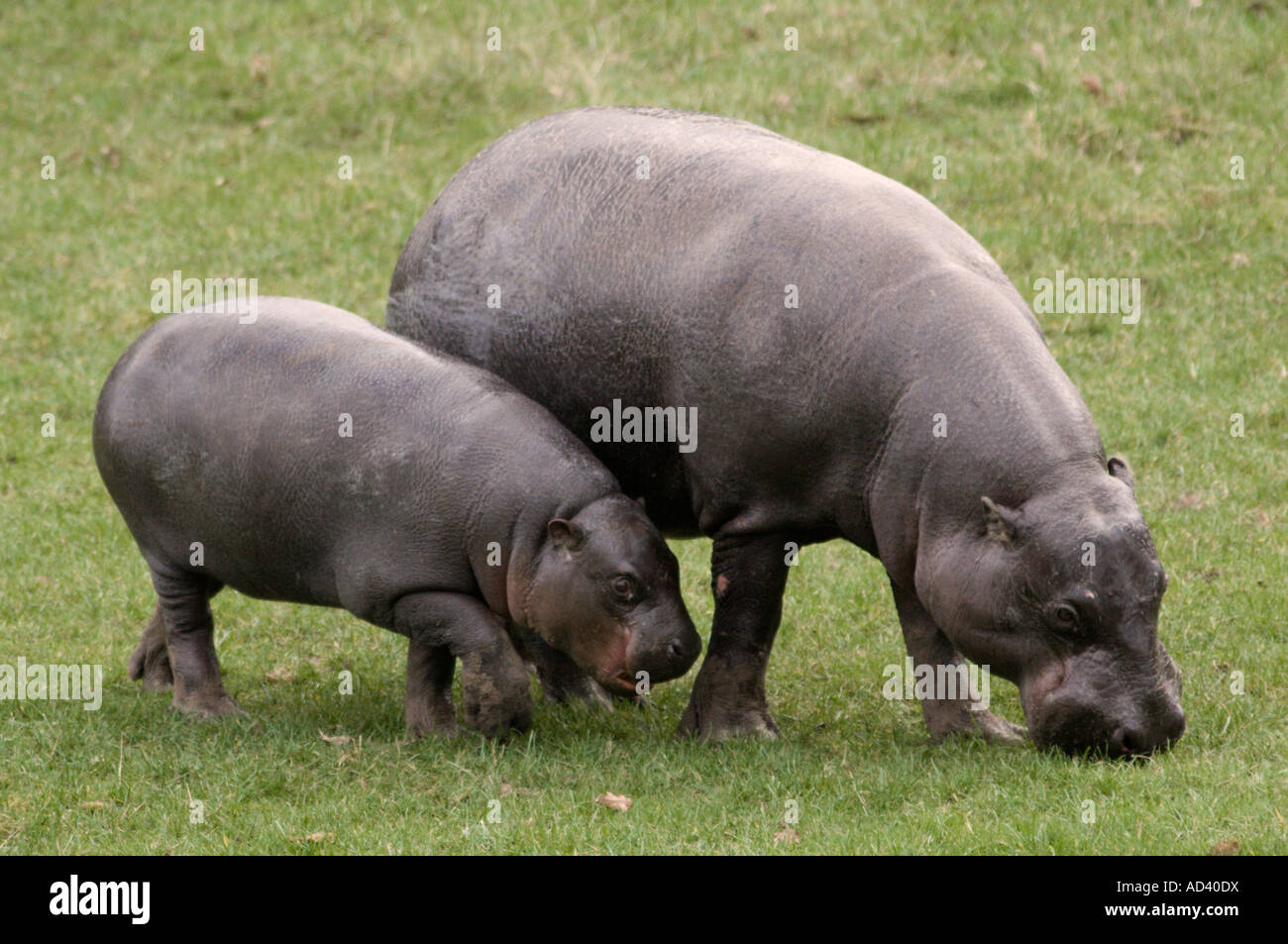 L'hippopotame pygmée (hexaprotodon liberiensis) mère et son petit Banque D'Images