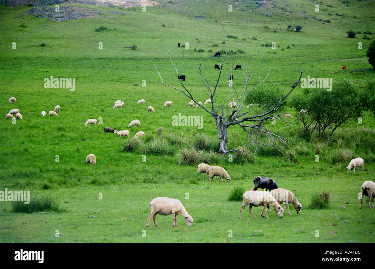 Troupeau de moutons paissant sur des montagnes d'herbe, Cordoba, Argentine Banque D'Images