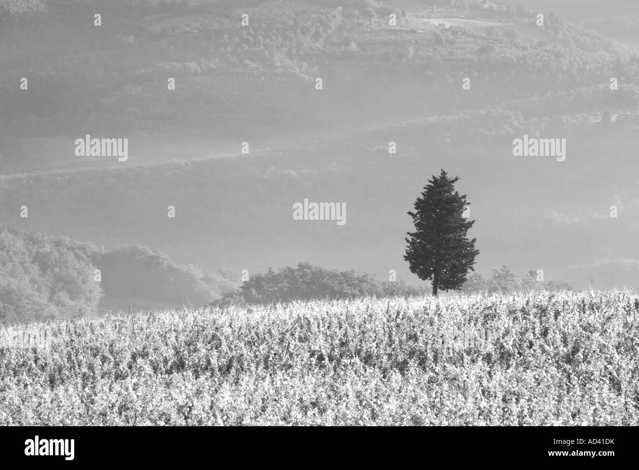 Paysage italien Toscane  Poggibonisi ferme et vignoble, Italie, Europe, UNION EUROPÉENNE Banque D'Images