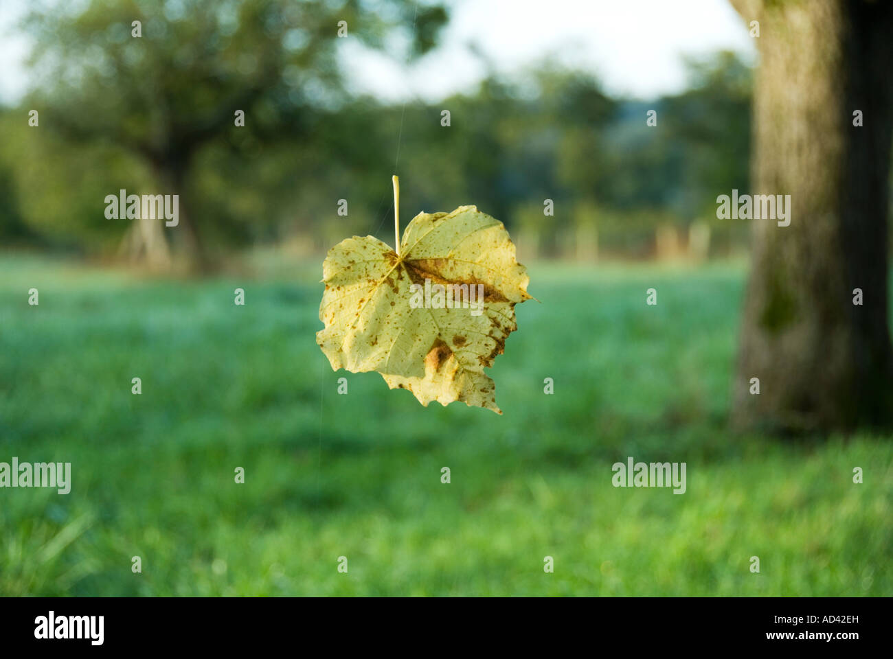 Image d'une feuille d'automne tombant d'un arbre la feuille est suspendue dans les airs par une araignée araignées Banque D'Images