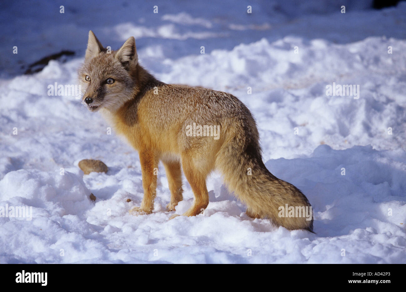 Corsac Fox Vulpes corsac debout dans la neige Banque D'Images