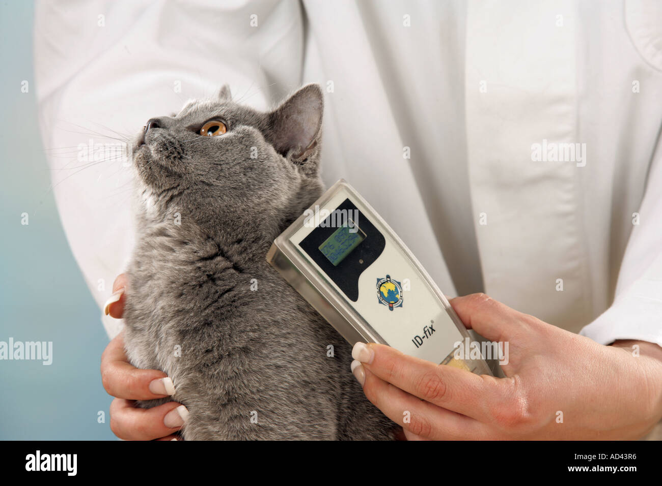Chat Puce Banque De Photographies Et D Images A Haute Resolution Alamy
