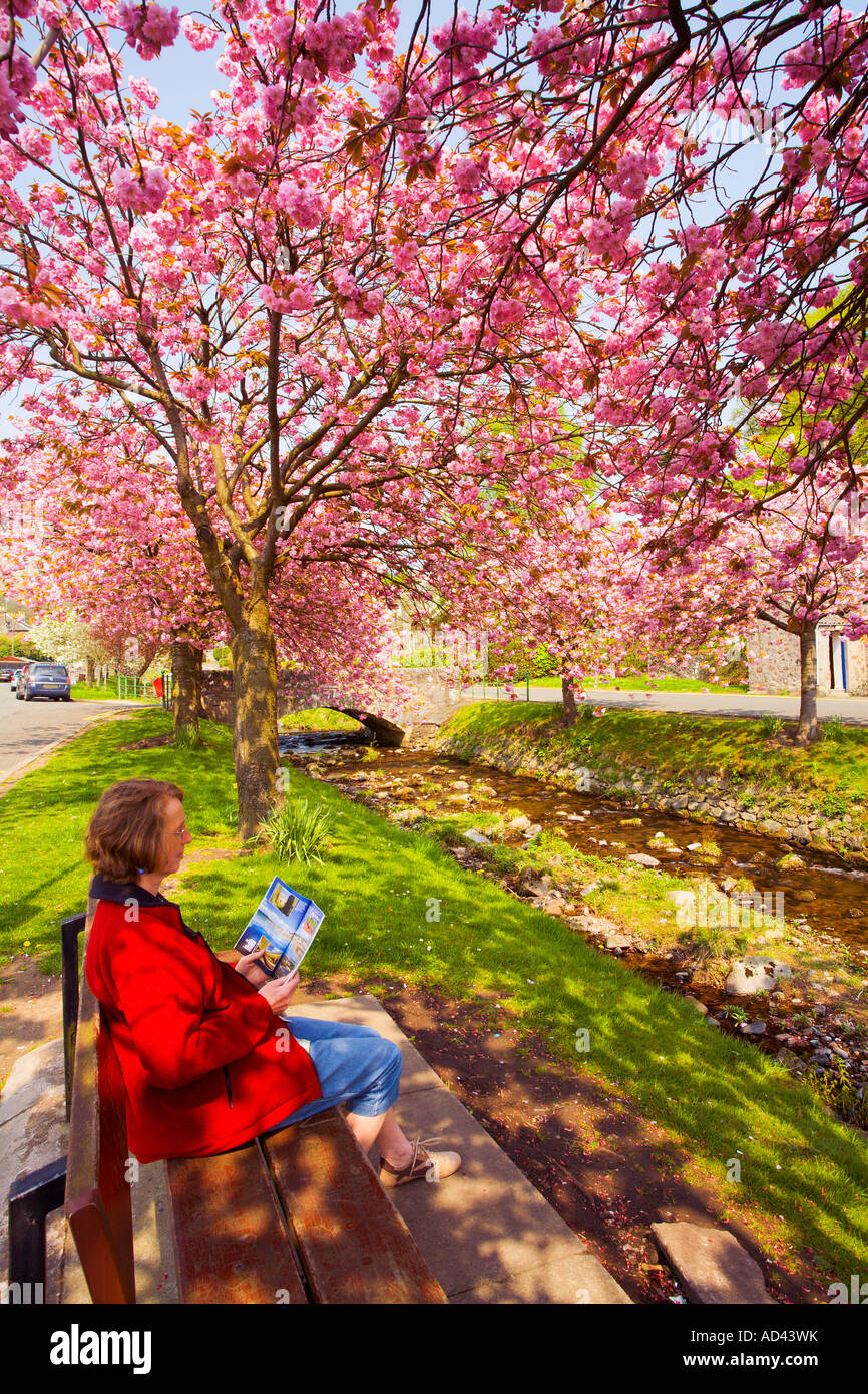 Cherry Blossom le long de la brûlure de la douleur en Dollar Banque D'Images