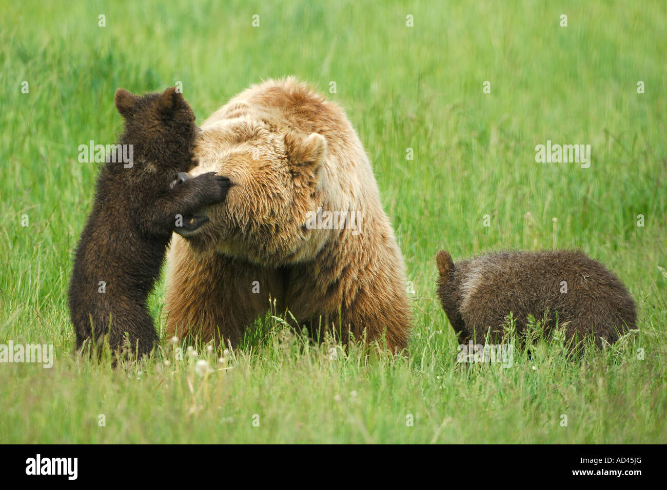 L'ours brun (Ursus arctos), she-bear jouer avec oursons Banque D'Images