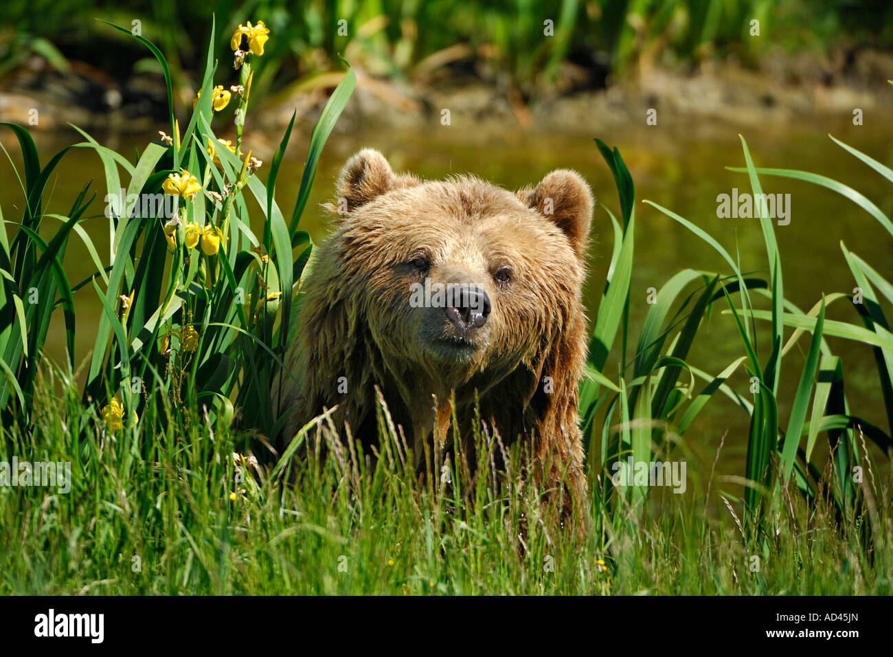 L'ours brun (Ursus arctos) Banque D'Images