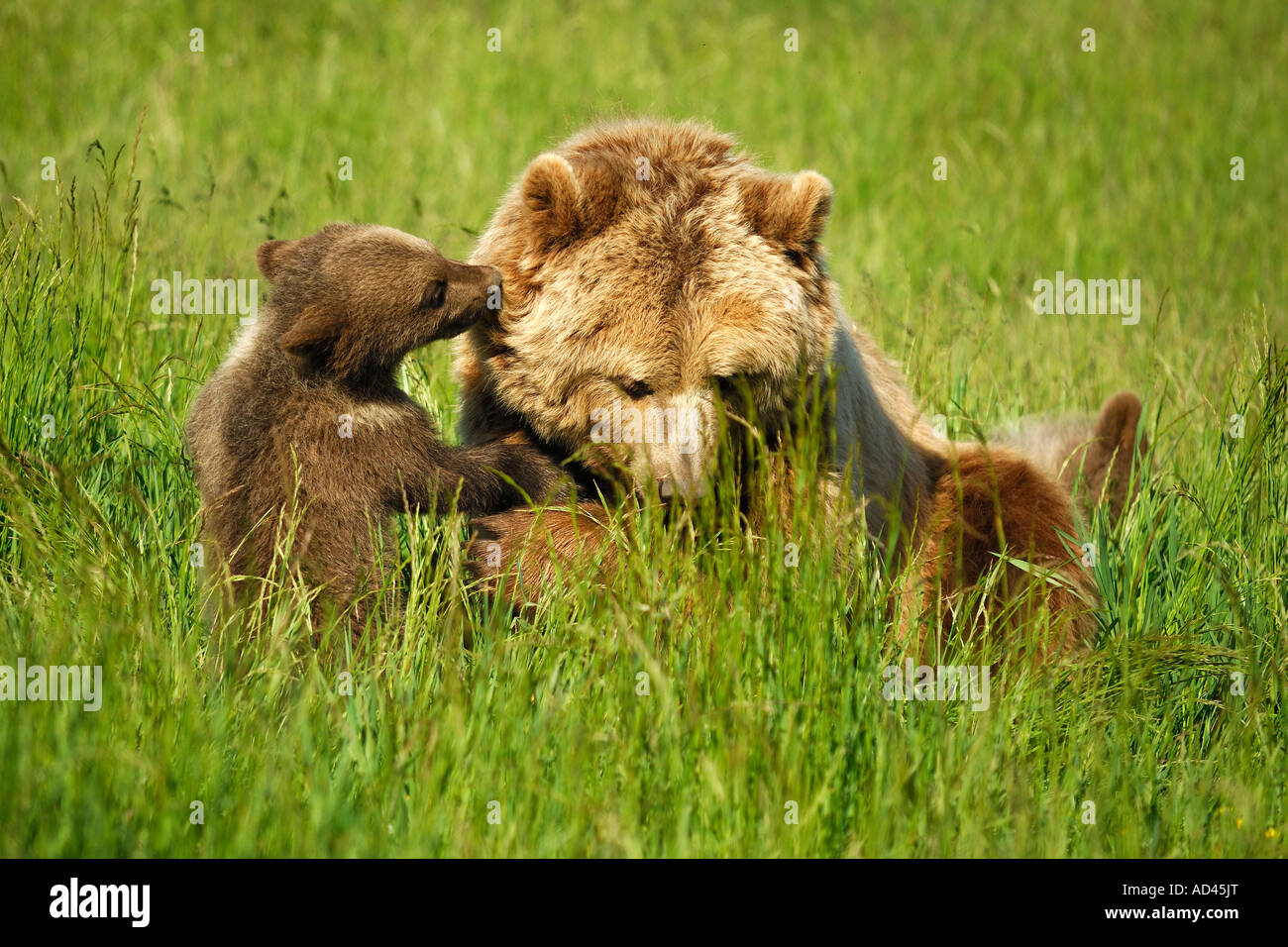 L'ours brun (Ursus arctos), she-bear jouer avec cub Banque D'Images