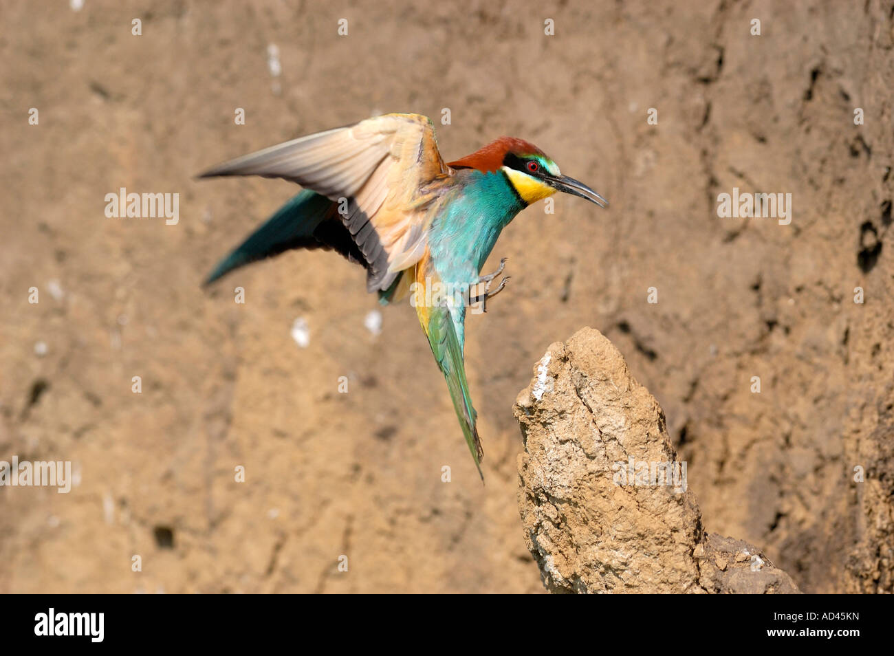 Guêpier d'Europe (Merops apiaster) atterrissage sur son perchoir Banque D'Images