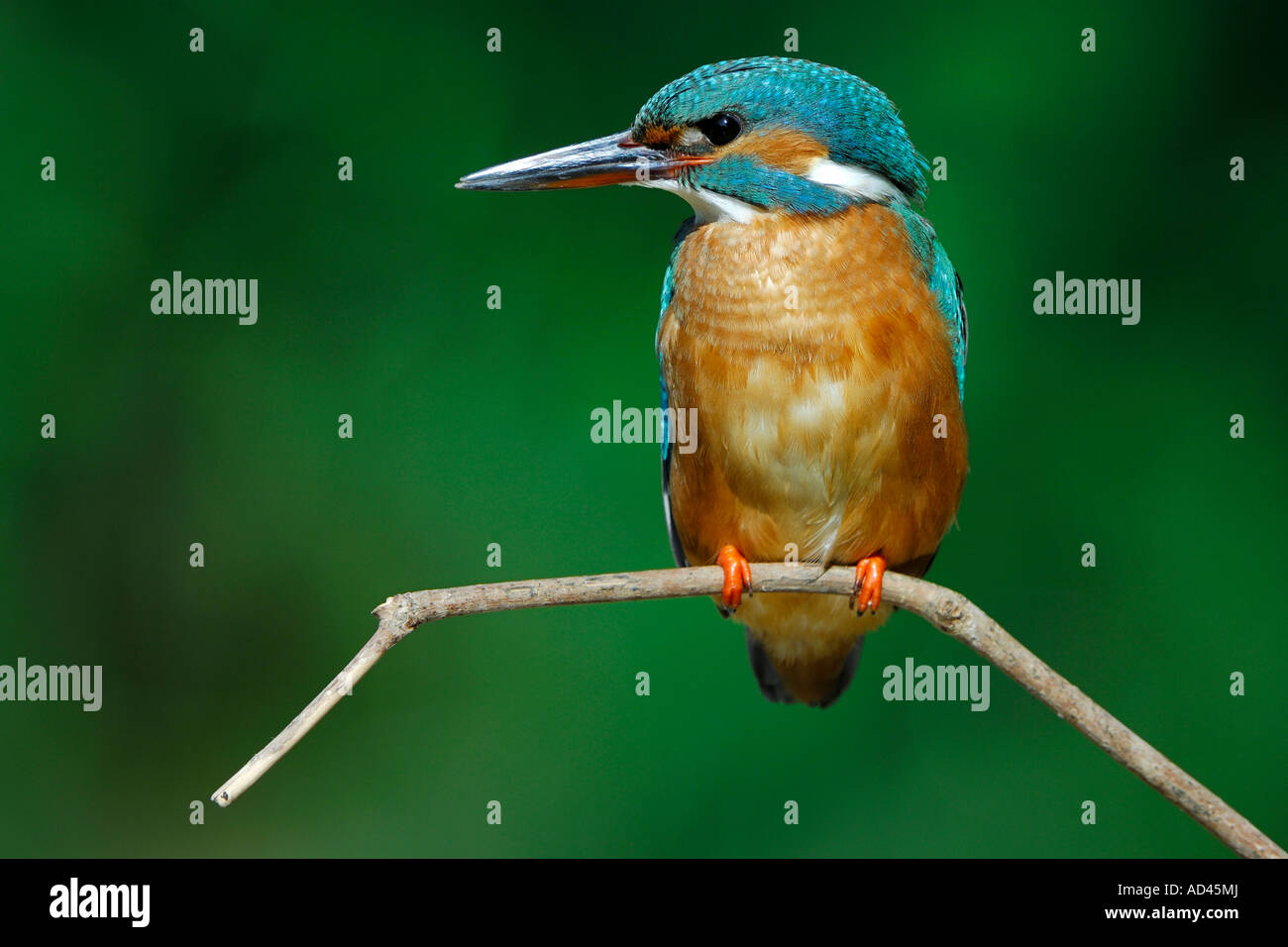 Kingfisher (Alcedo atthis commun) sur son perchoir Banque D'Images