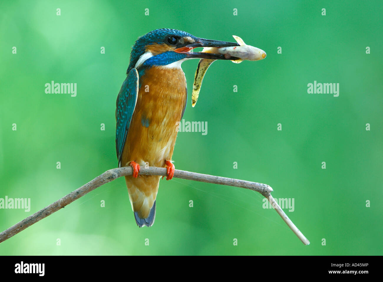 Kingfisher (Alcedo atthis commun) sur son perchoir avec sac Banque D'Images