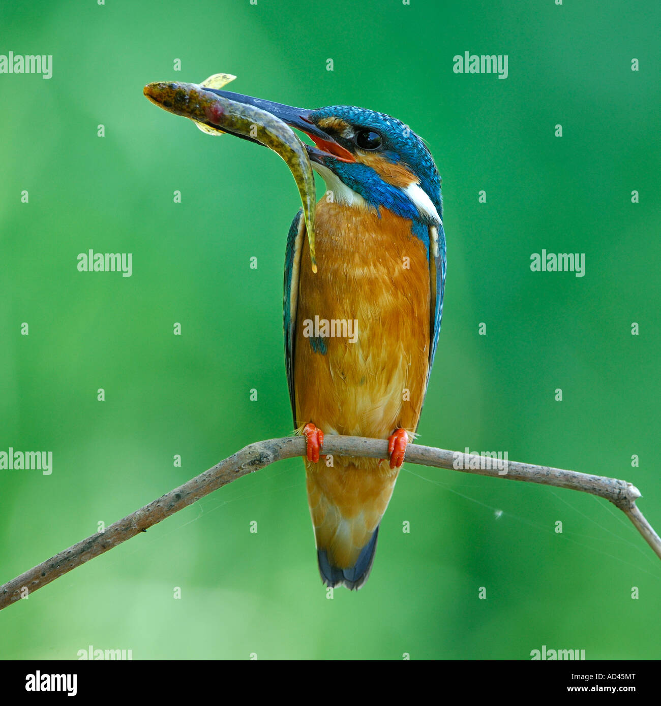 Kingfisher (Alcedo atthis commun) sur son perchoir avec sac Banque D'Images