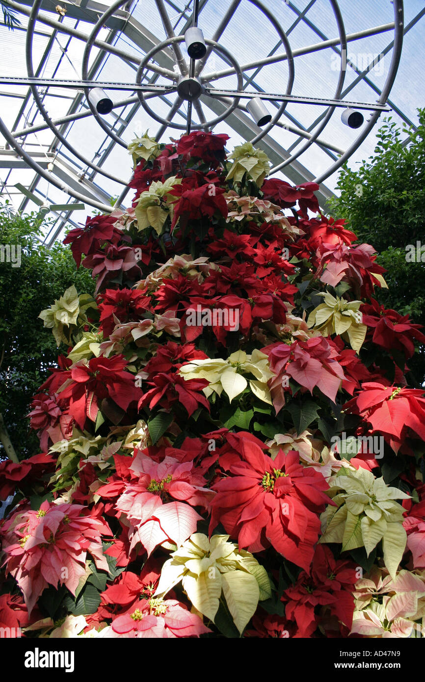 Arbre généalogique de Poinsetta en serre Banque D'Images