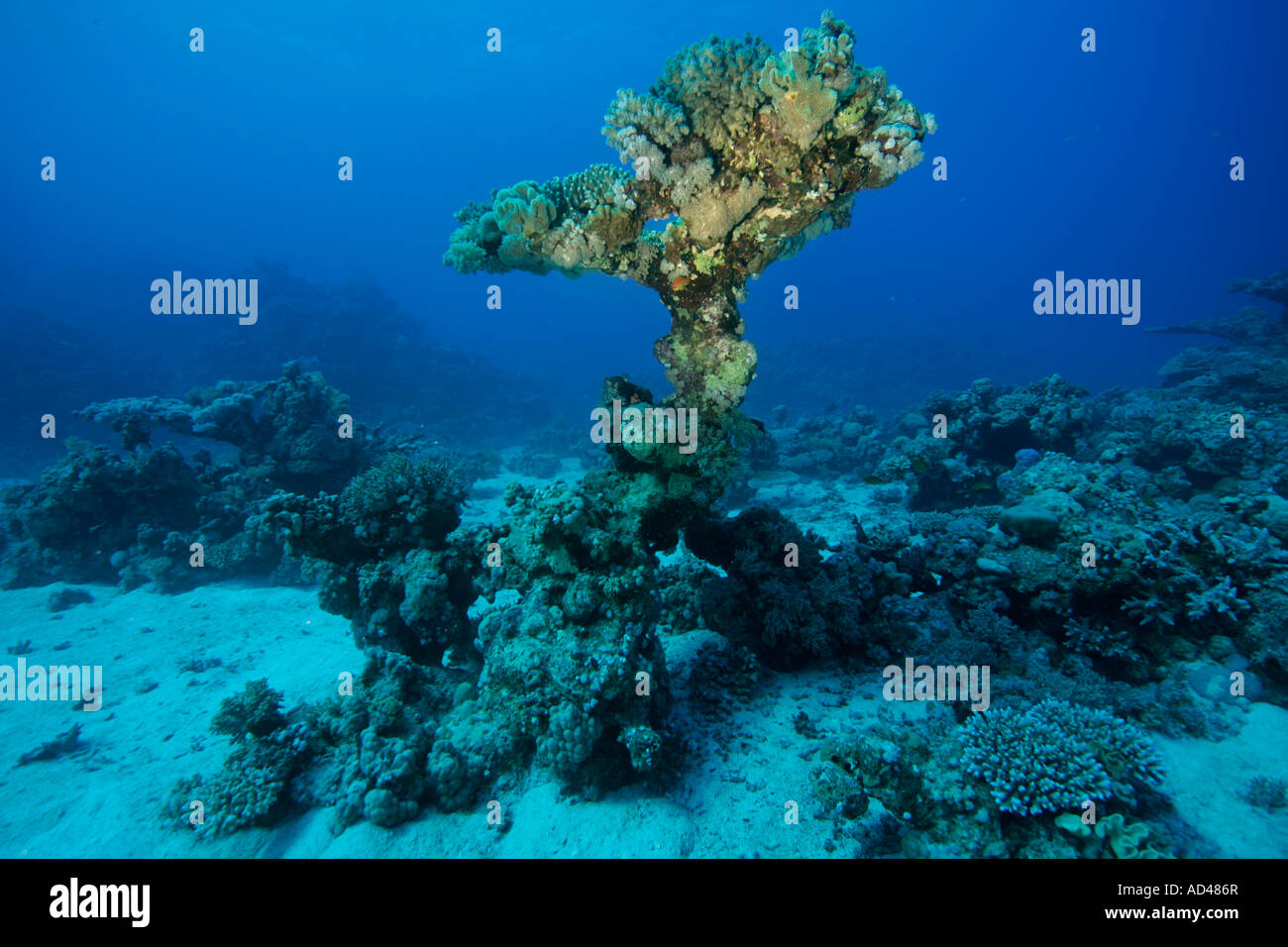 Corallls dans la mer Rouge, Egypte Banque D'Images