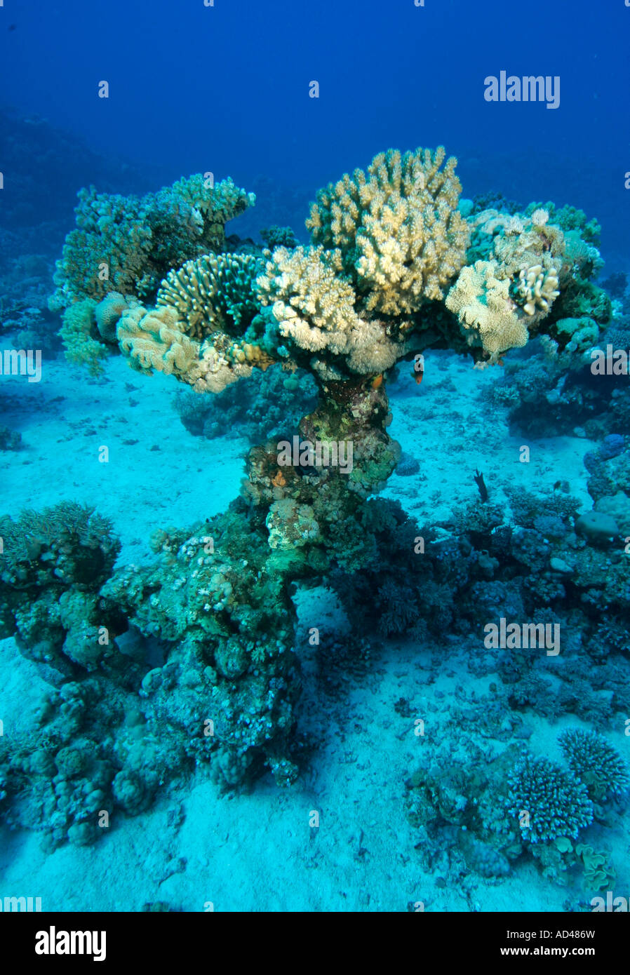 Corallls dans la mer Rouge, Egypte Banque D'Images