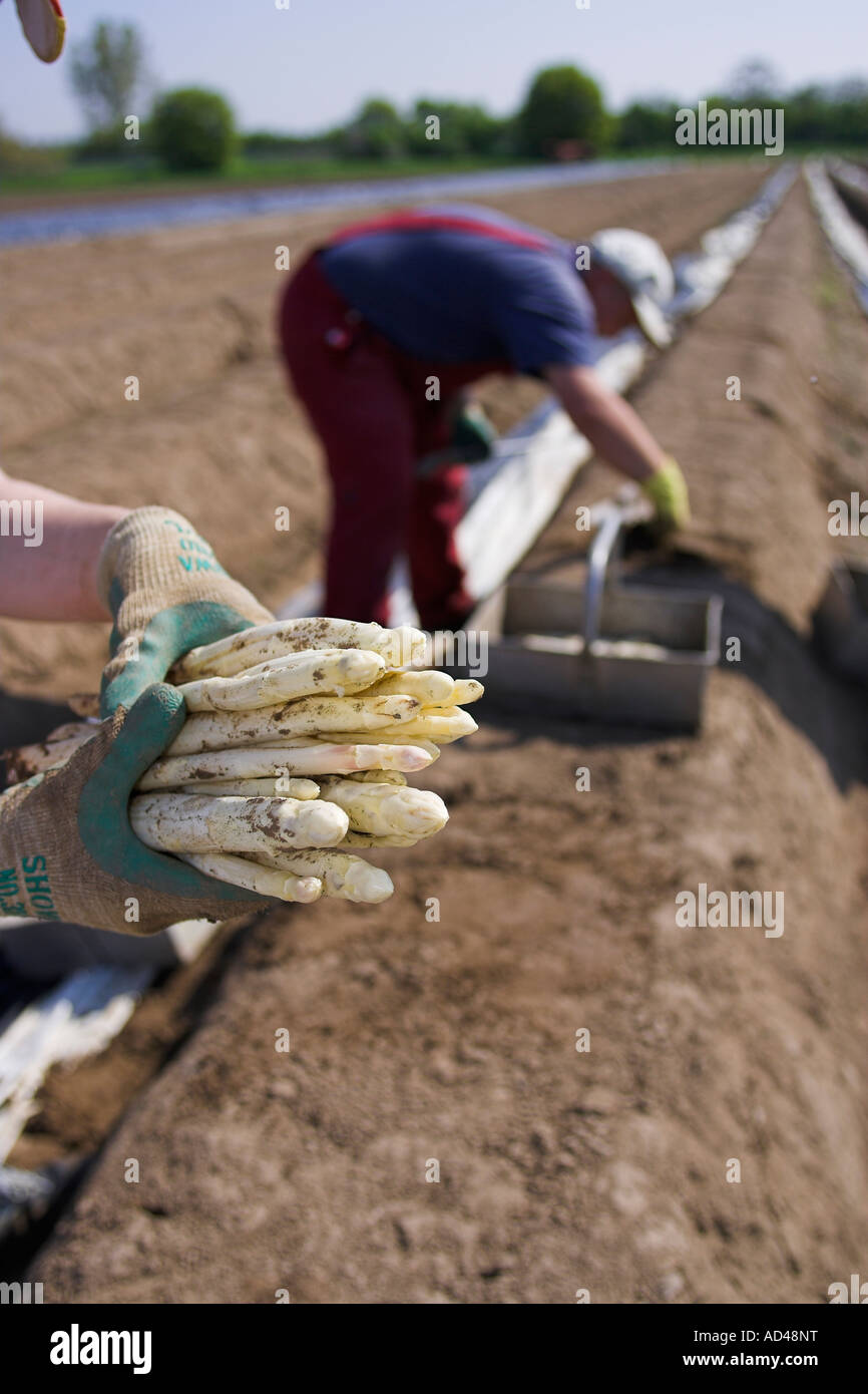 La récolte des asperges, aides de Hessen, Allemagne. Banque D'Images