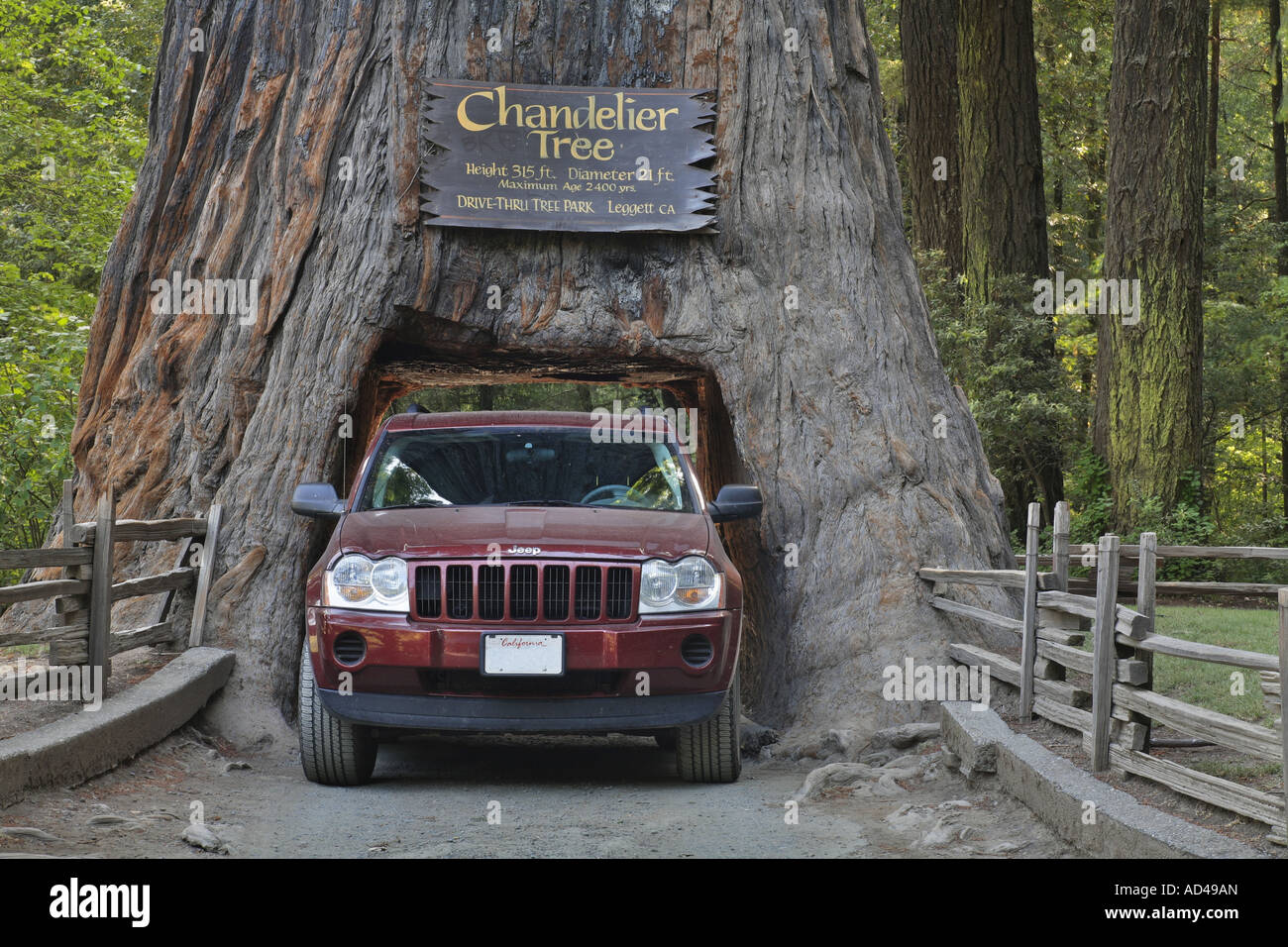 Les périphériques à des Jeep Redwood (Sequoia sempervirens) dans le lustre Drive-Thru Park, California, USA Banque D'Images