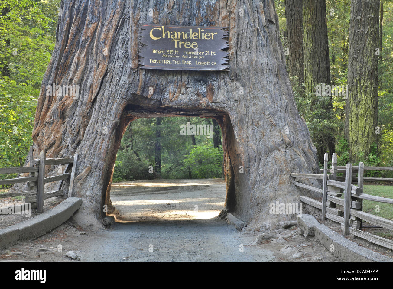 Décoration bois grande mangeoire western Séquoia