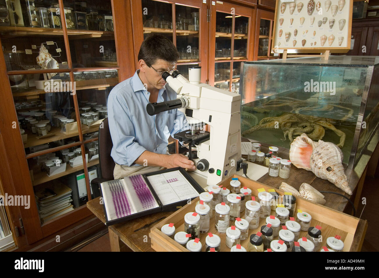 Scientifique, Matthias Glaubrecht, Musée d'Histoire Naturelle, Berlin, Allemagne Banque D'Images