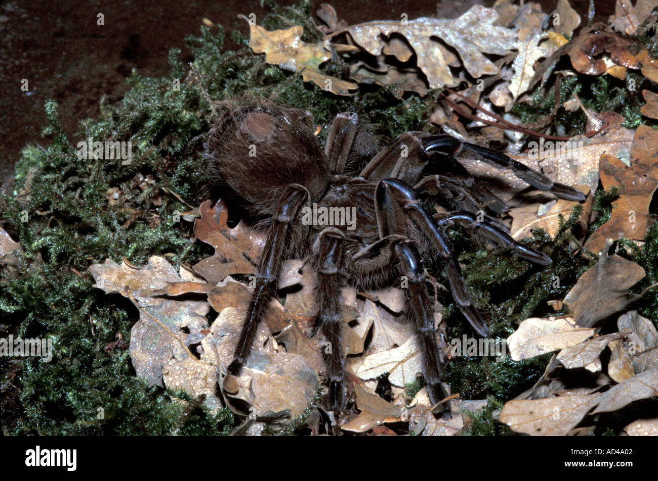 INVERTIBRATE OISEAU Araignée goliath MANGER THERAPHOSA LEBLONDI Banque D'Images