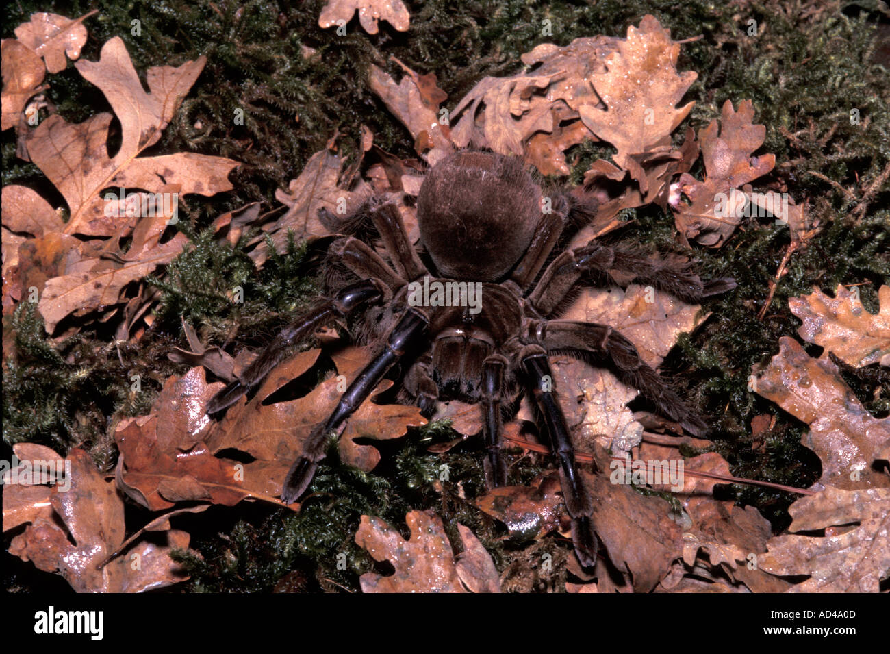 Araignée mangeuse d'oiseaux goliath Banque de photographies et d’images — free download