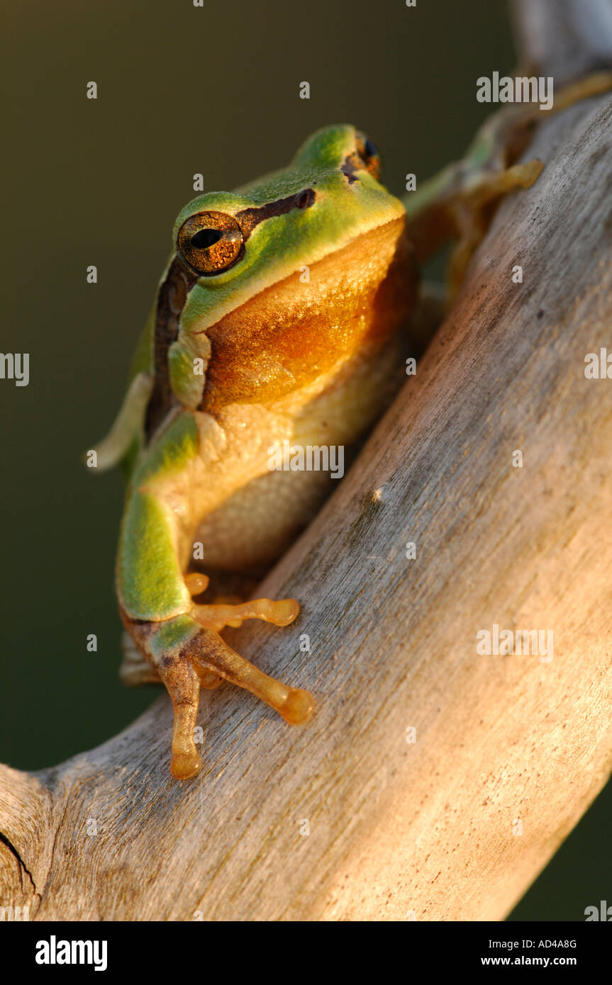 Rainette européenne (Hyla arborea) Banque D'Images