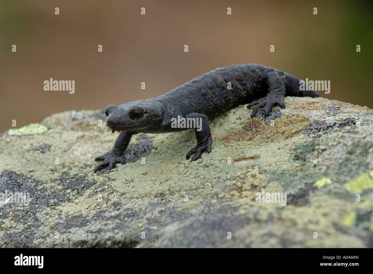 Alp salamandre (Salamandra atra) Banque D'Images