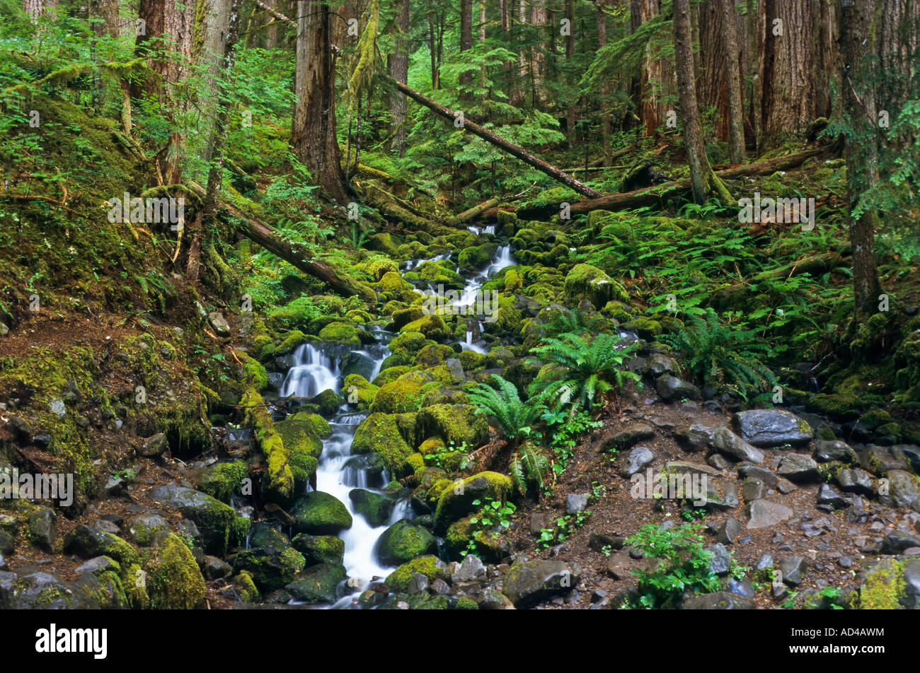 Olympic National Park, Washington, United States of America Banque D'Images
