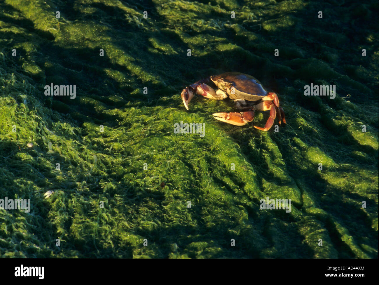 Coquille d'un crabe mort sur l'algue, Olympic National Park, Washington, United States of America Banque D'Images