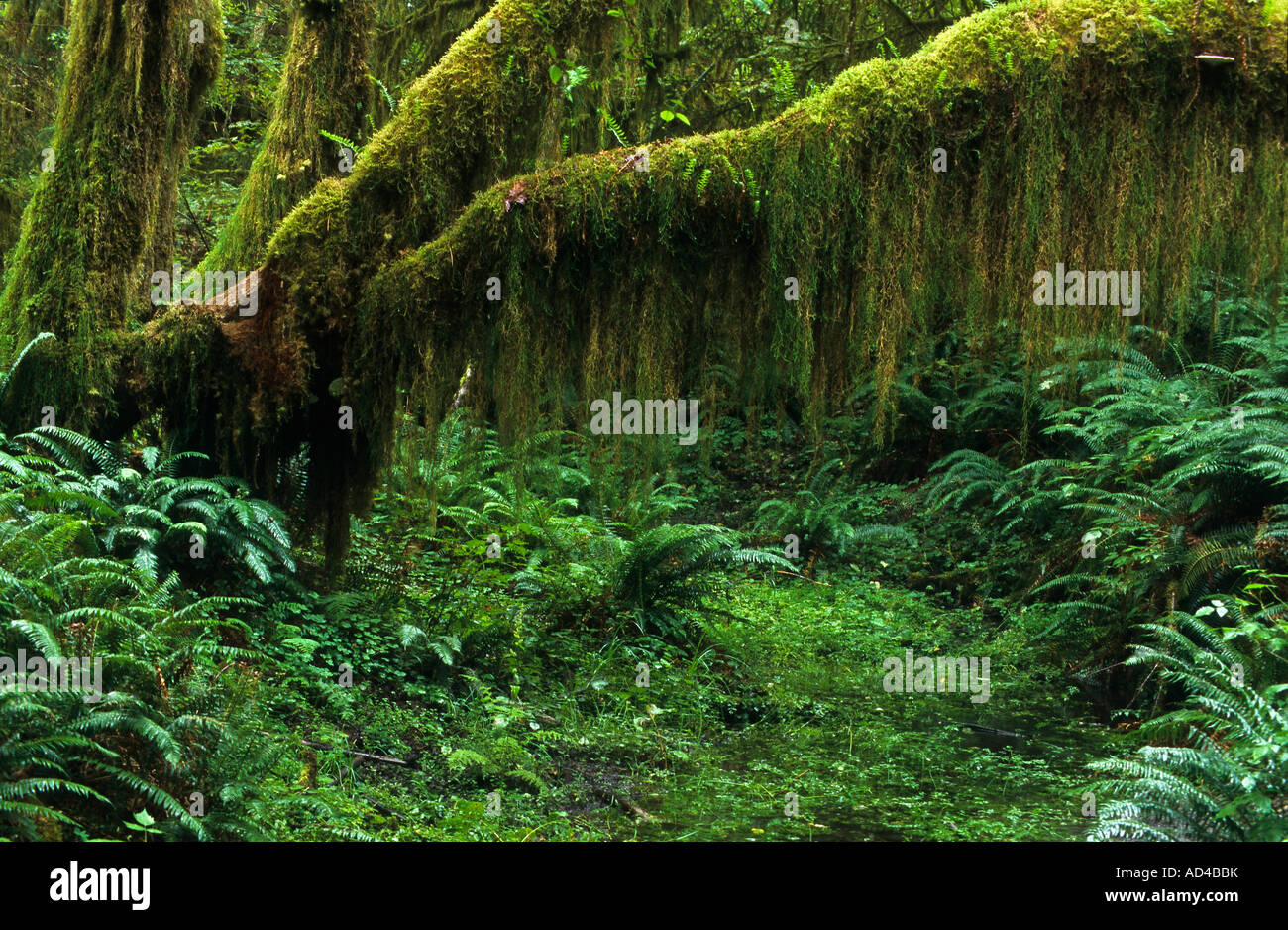 Dans la forêt tropicale du Parc National Olympique, Washington, États-Unis d'Amérique, USA Banque D'Images