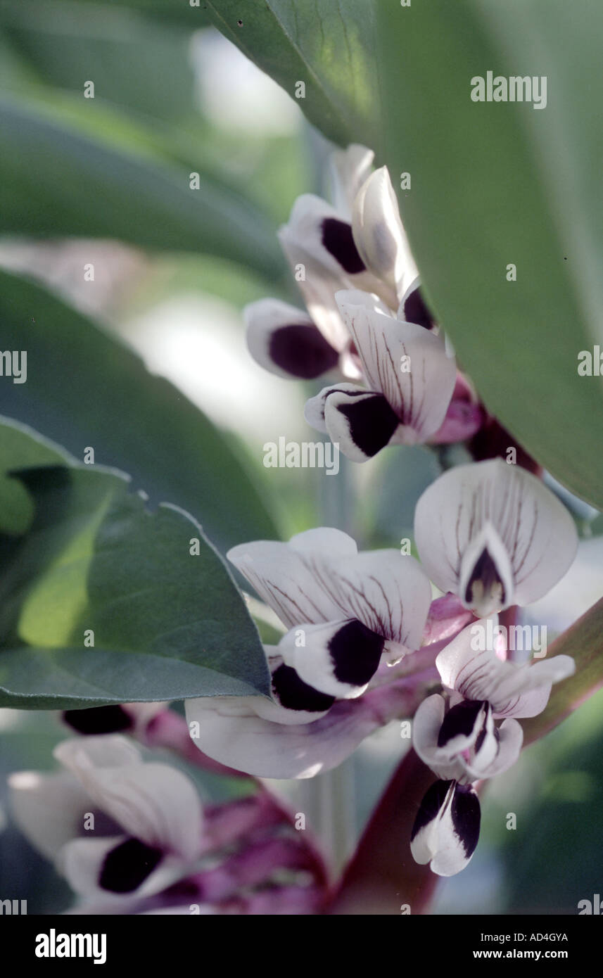 Fleurs de fève Vicia faba Banque D'Images