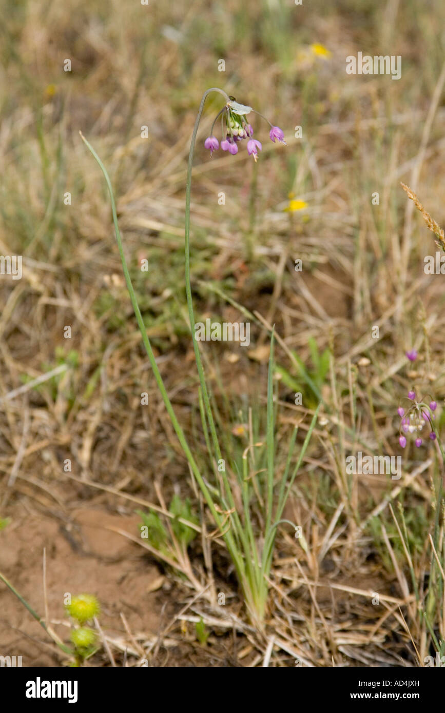 L'Oignon Allium cernuum signe Greer Arizona United States 18 juillet Liliaceae Banque D'Images