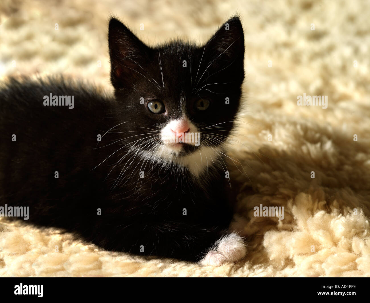 Chaton Noir et Blanc femelle Banque D'Images