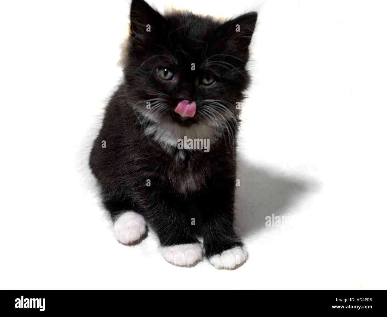 Chaton noir et blanc avec langue Banque D'Images