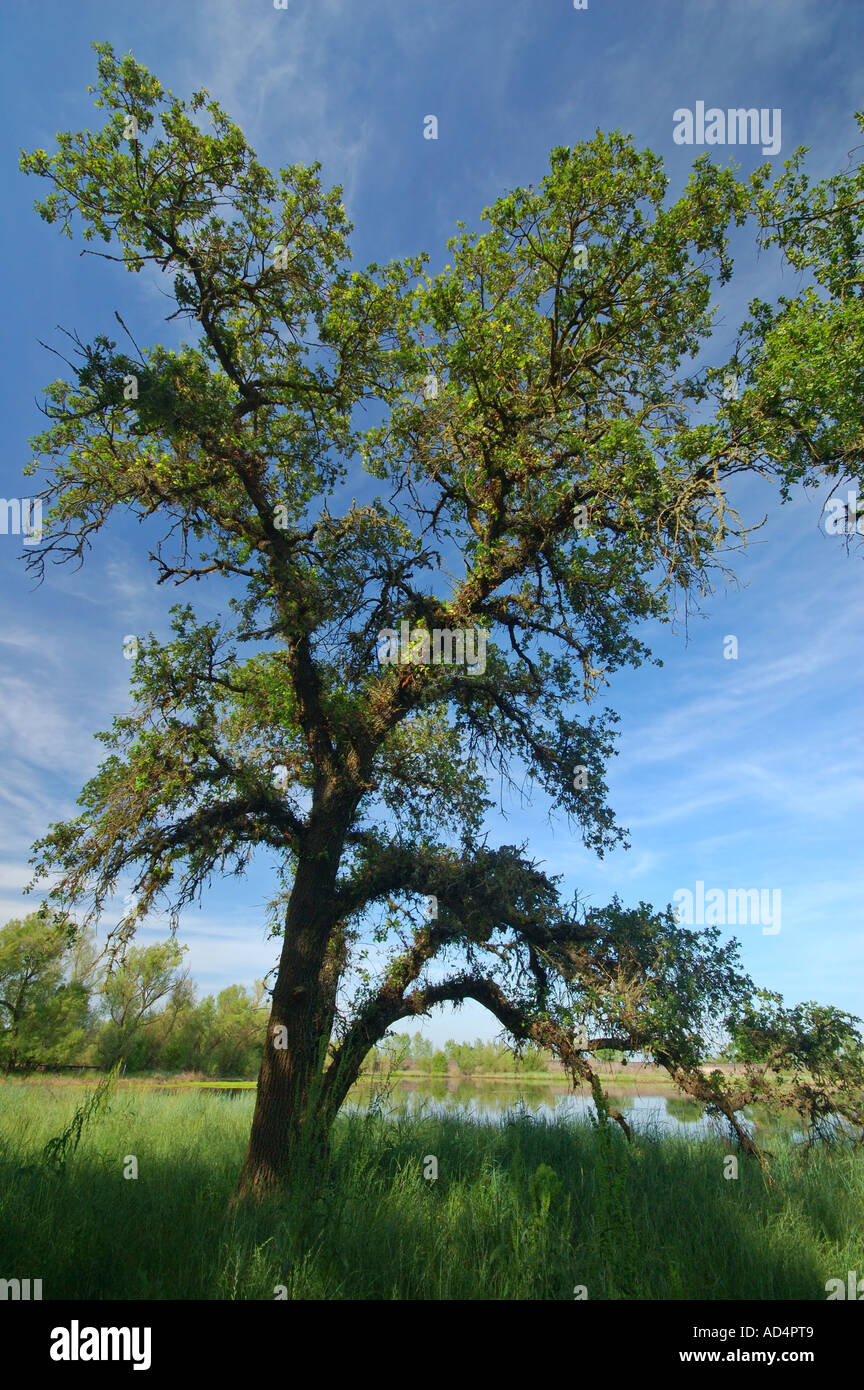 Près de zones humides de la réserve naturelle de la rivière Cosumnes près de Elk Grove en Californie Banque D'Images