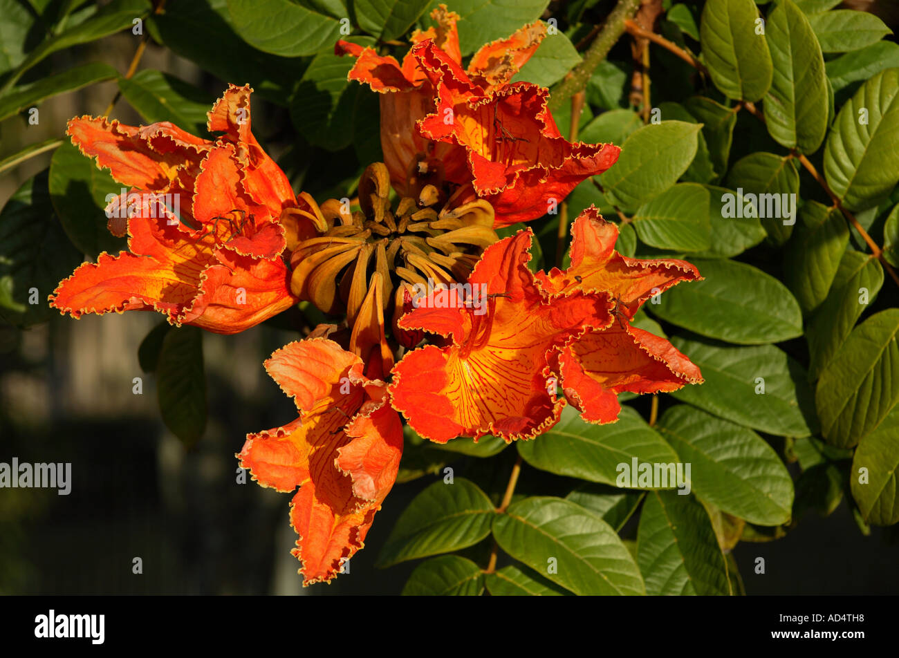 Orange fleurs du tulipier ou Flame Tree, Spathodea campanulata Banque D'Images