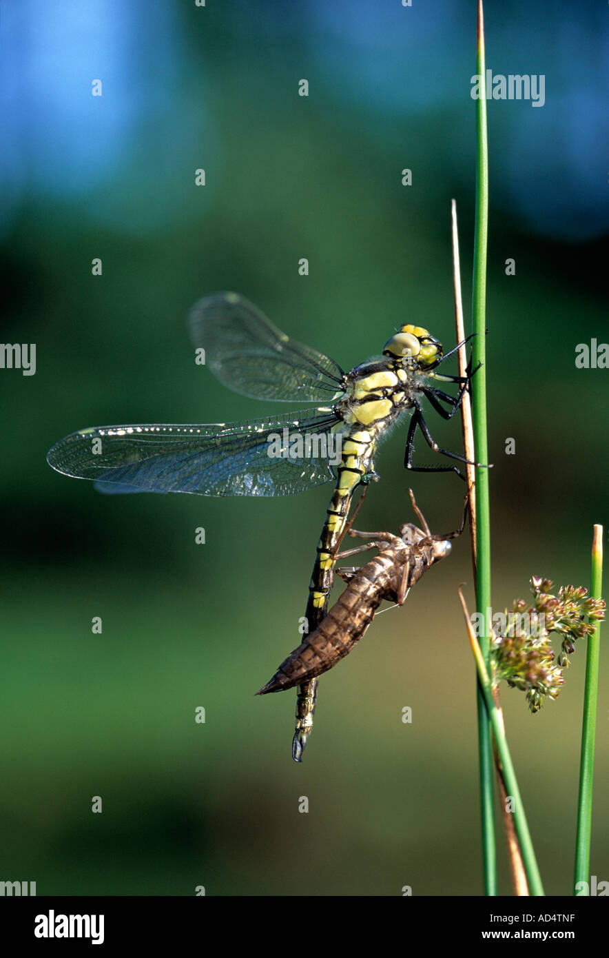 Hawker Aeshna cyanea - Sud. L'éclosion Banque D'Images