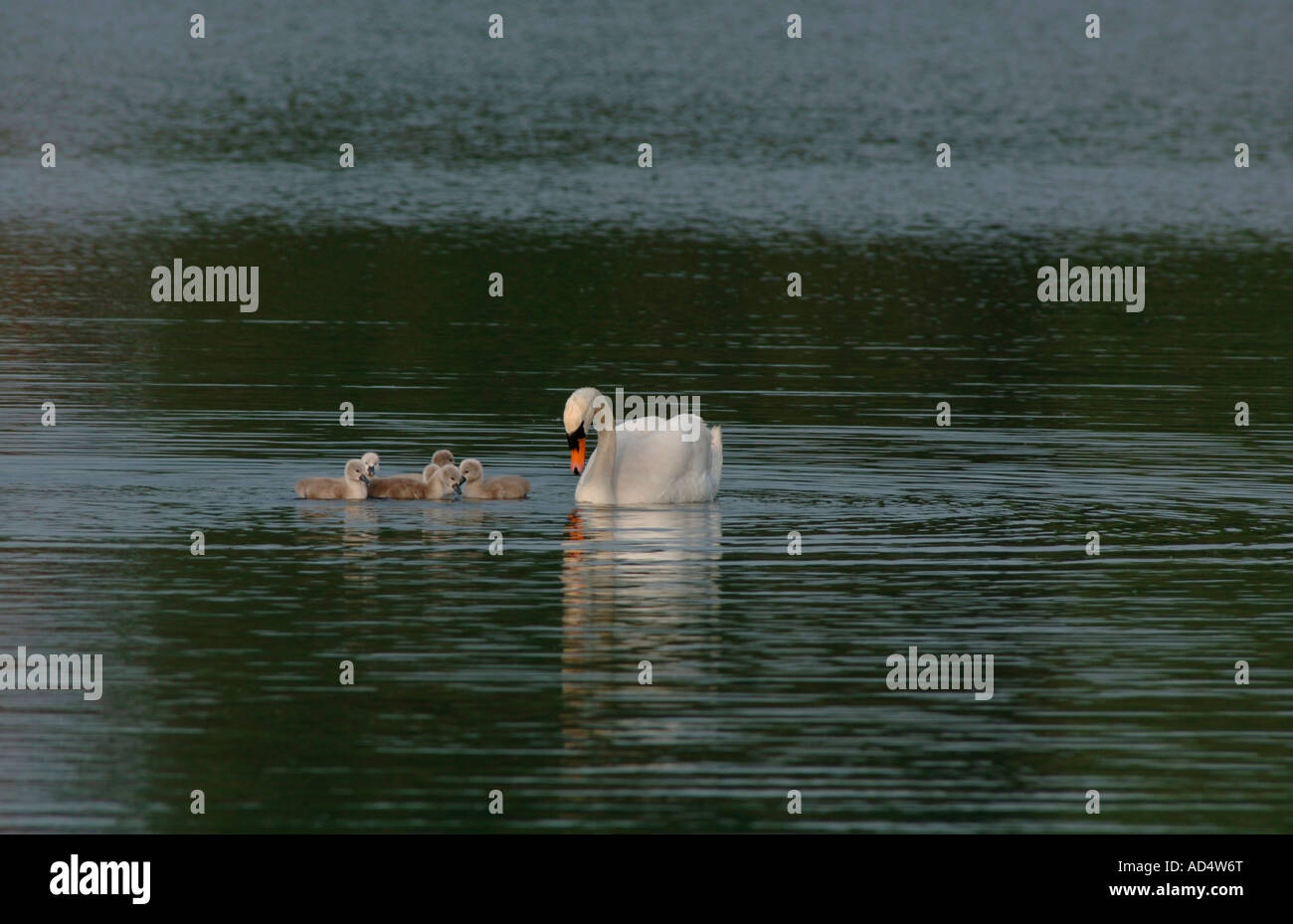 La famille Cygne tuberculé (Cygnus olor). Banque D'Images