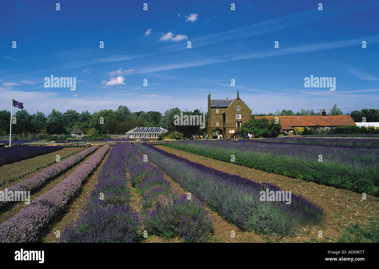 Champs de lavande Caley mill Norfolk Banque D'Images