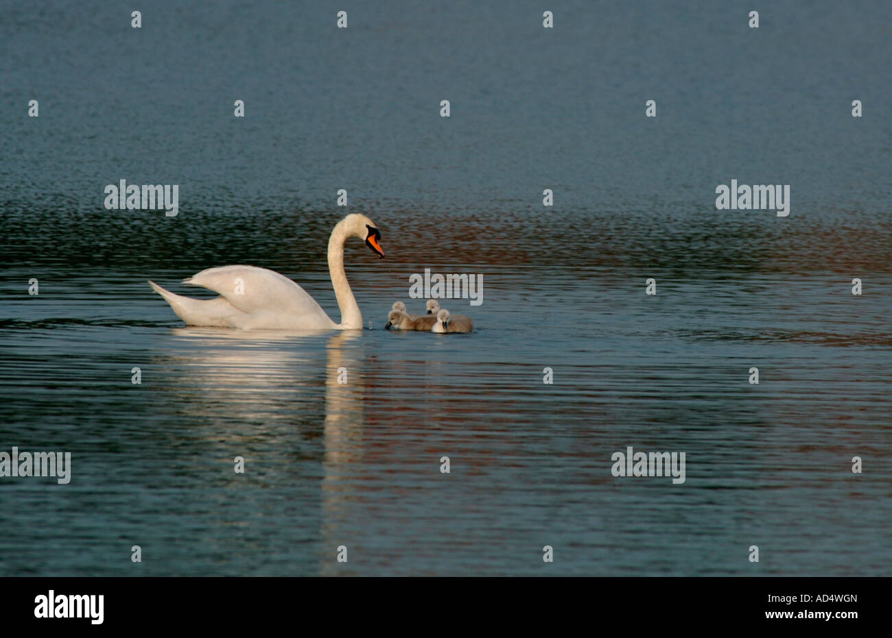 La famille Cygne tuberculé (Cygnus olor). Banque D'Images