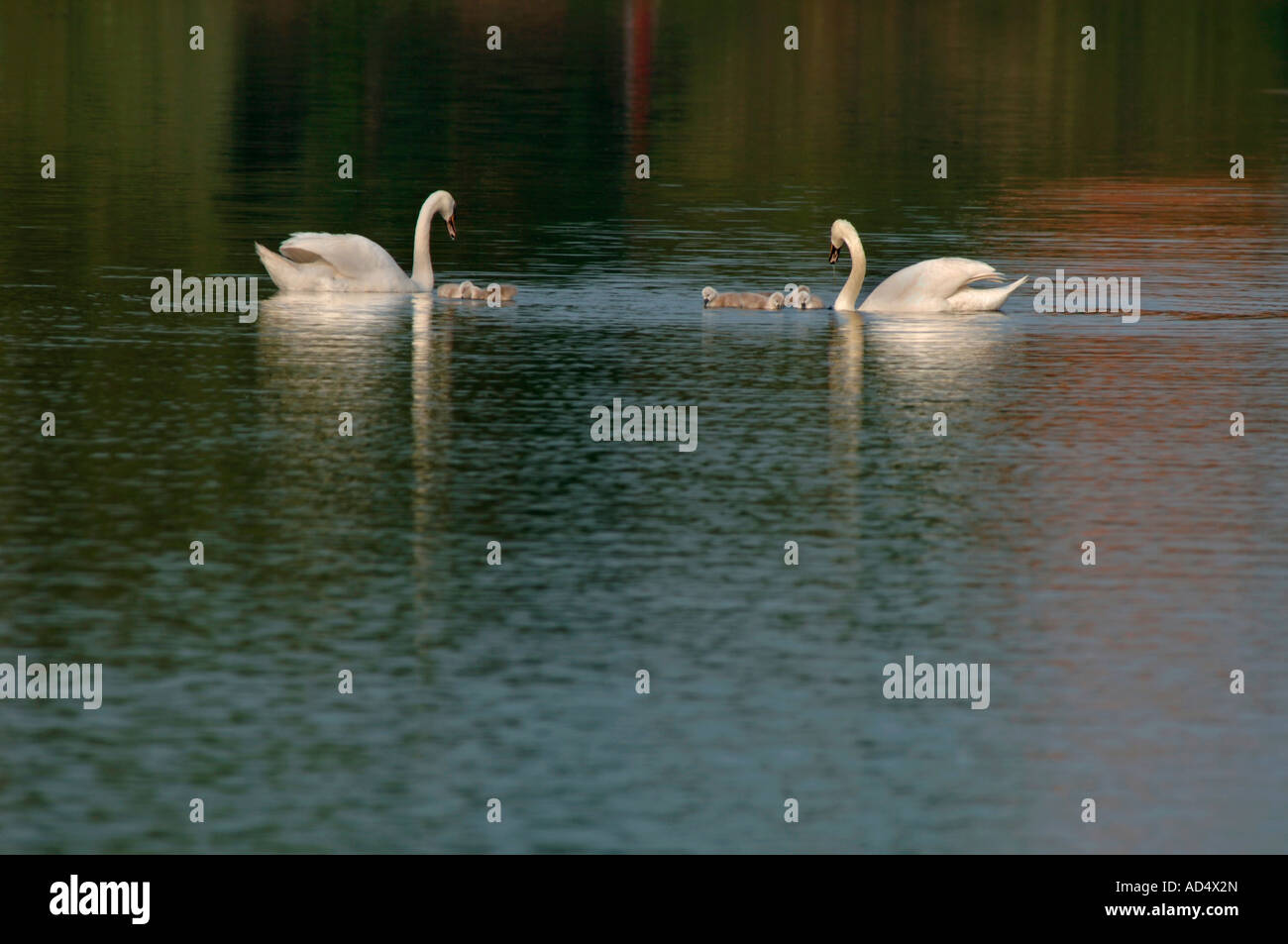 La famille Cygne tuberculé (Cygnus olor). Banque D'Images