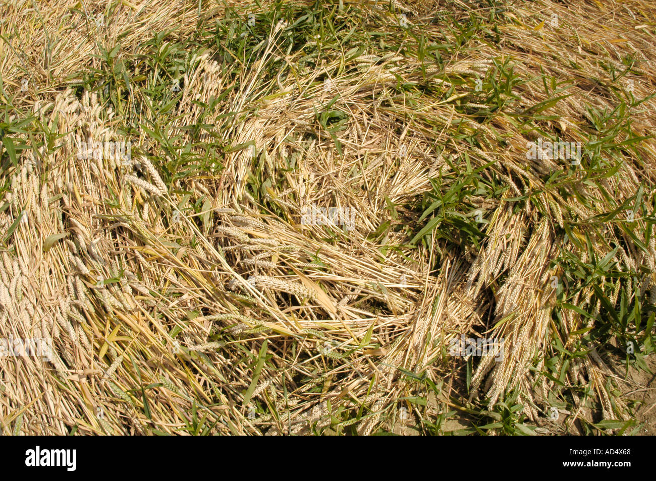 Le centre d'un crop circle dans un champ de blé à Garsington près d'Oxford en juillet 2005 Banque D'Images