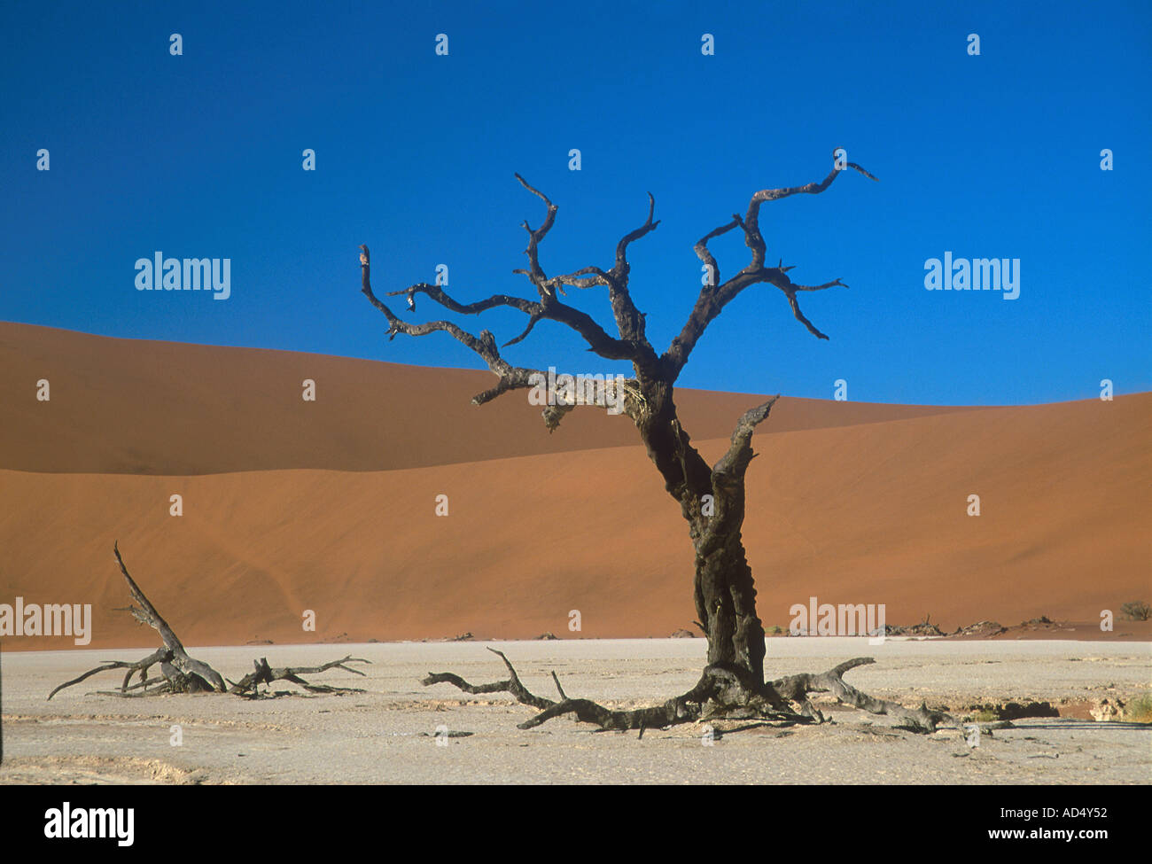 Les arbres morts du désert sur l'ancien lit du fleuve à Deadvlei Namib Naukluft Park Namibie Banque D'Images