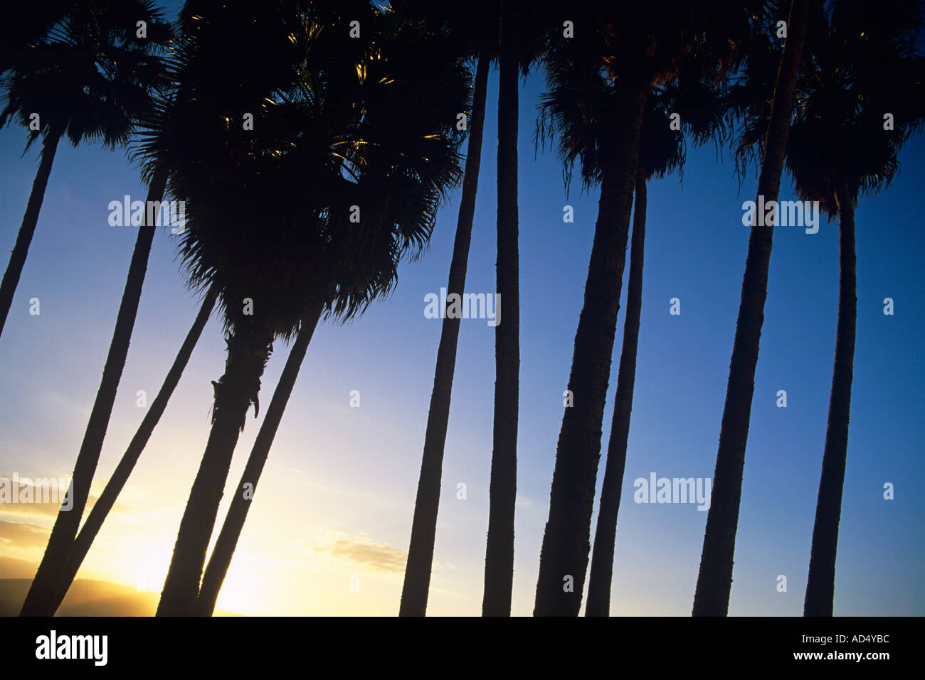 Palmiers AU PLAYA CANTERAS Banque D'Images