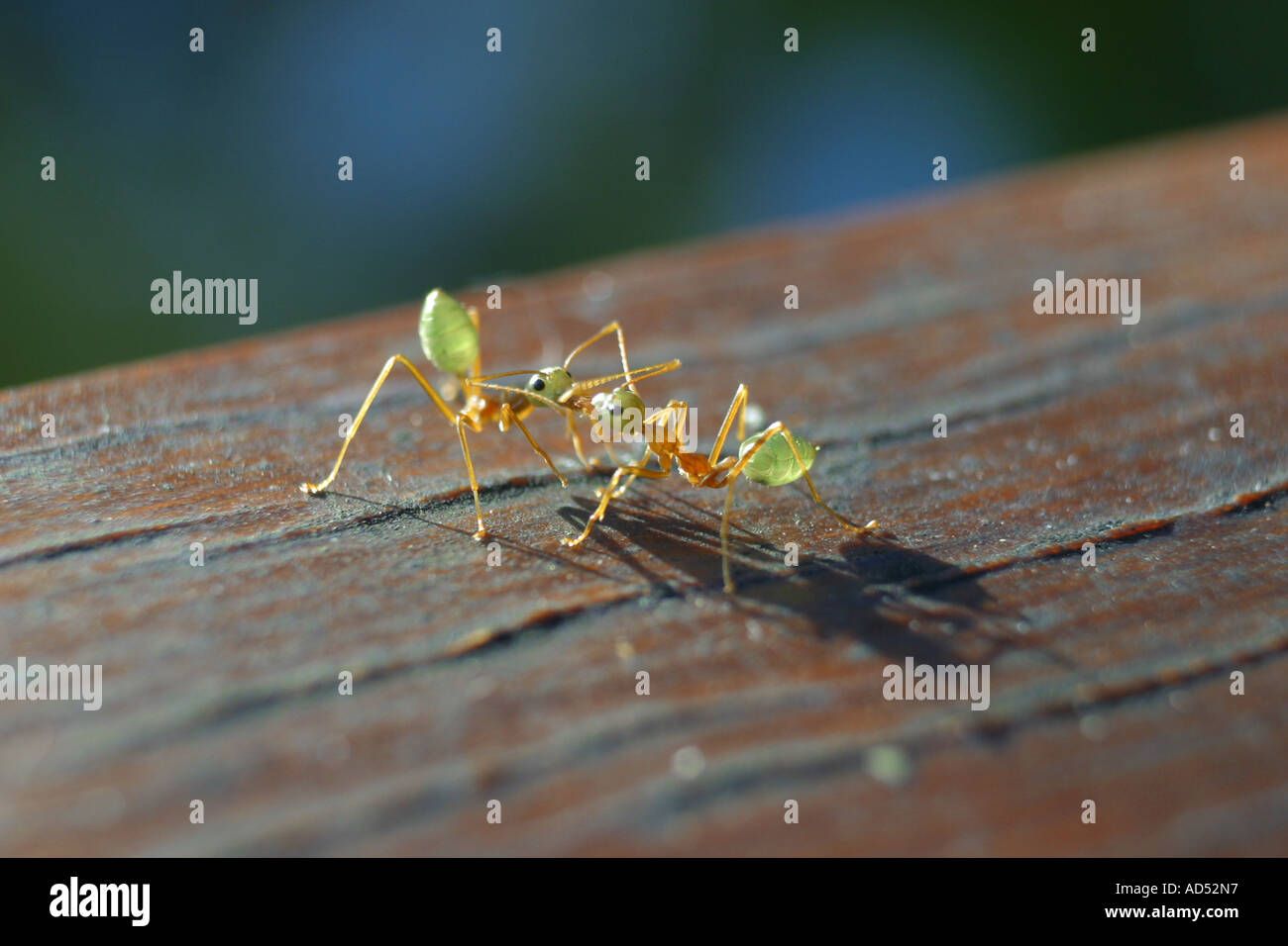 Deux fourmis verte et les Mangroves de la forêt tropicale de Daintree Banque D'Images
