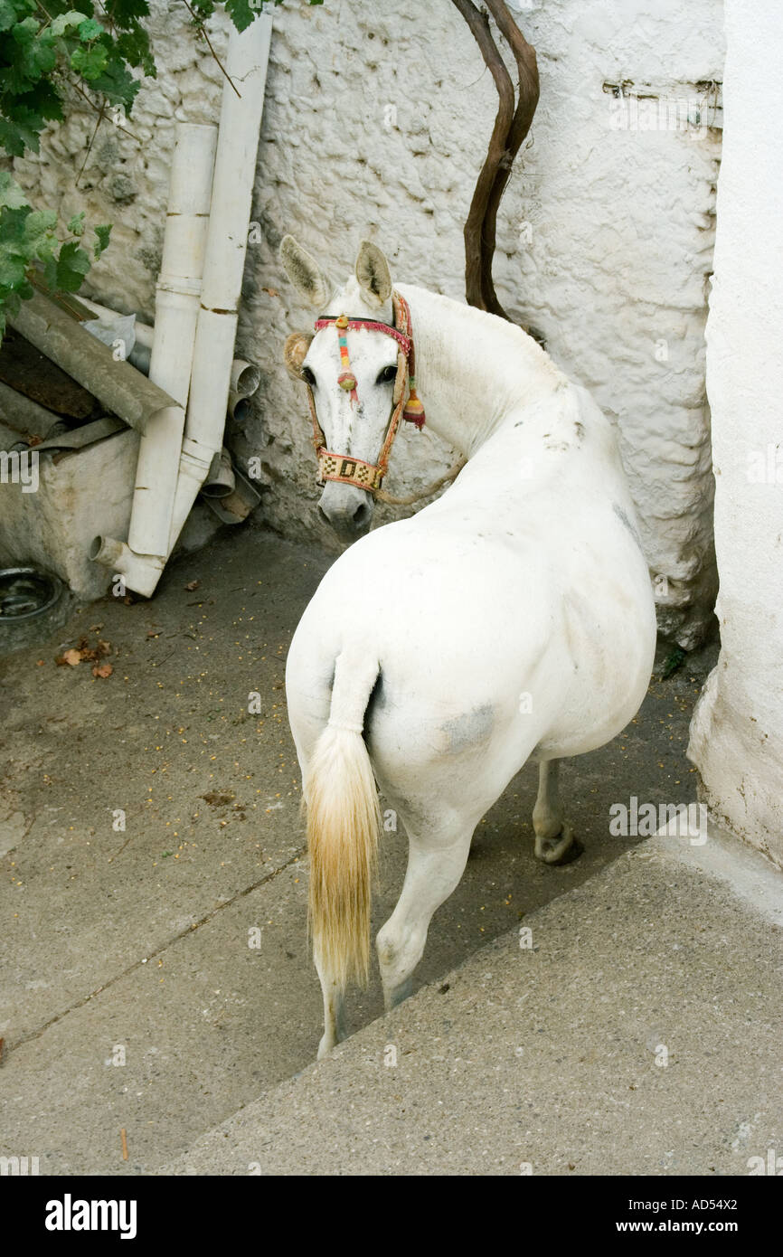 Benalauria Andalousie Espagne cheval blanc avec faisceau coloré traditionnel Banque D'Images