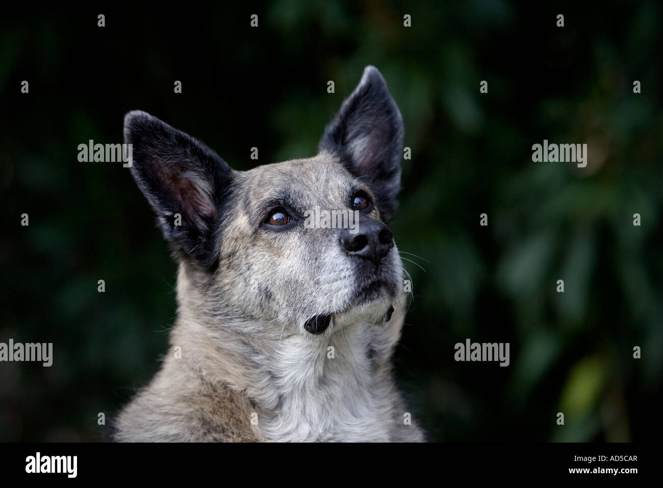 Greyhound Berger Allemand Dog Banque D'Images