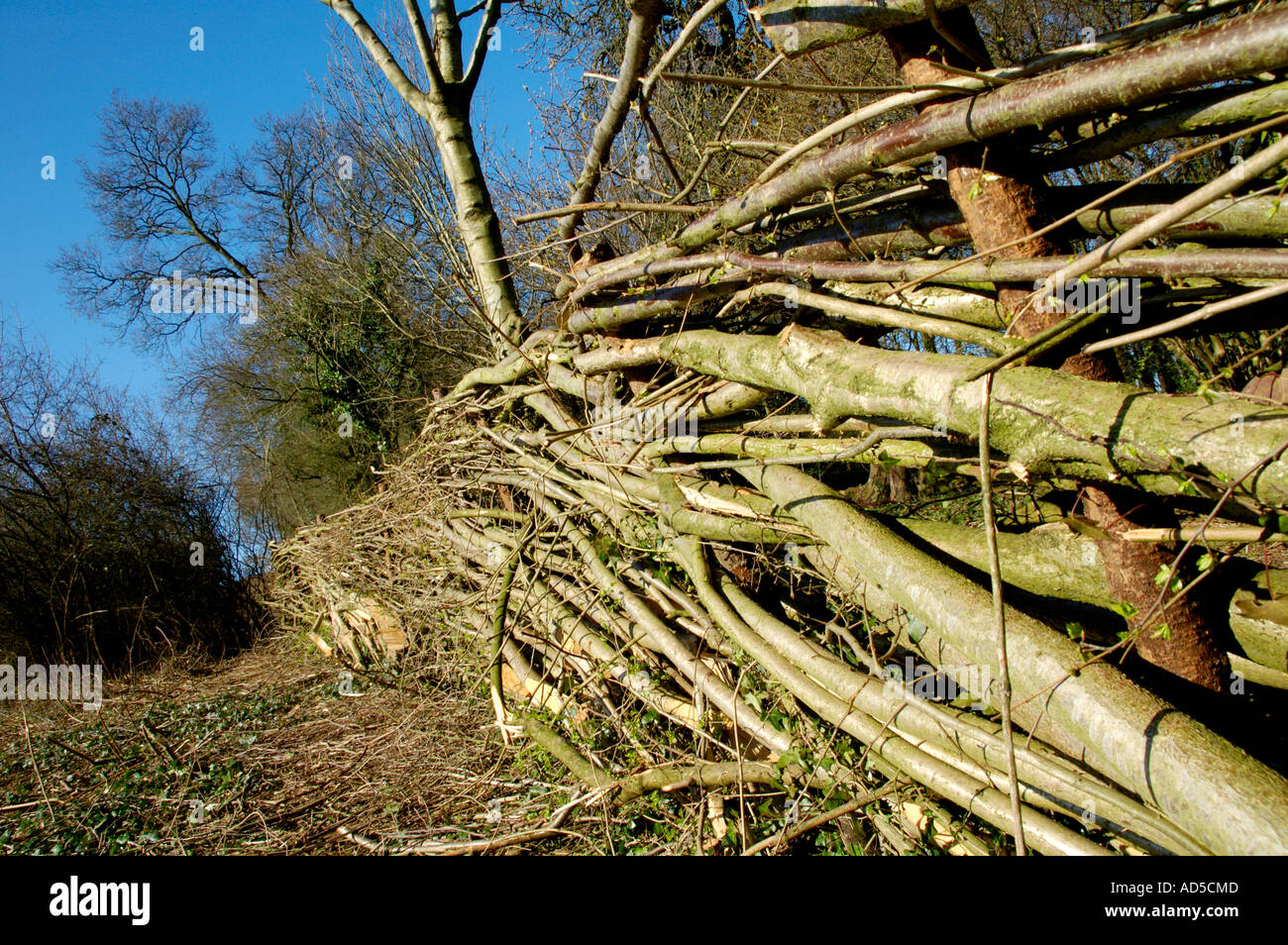 Posés sur couverture réserve naturelle à Allt An Yn Newport South Wales UK Banque D'Images